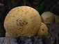Nyárfa-tőkegomba (Hemipholiota populnea), Duna-Tisza köze
